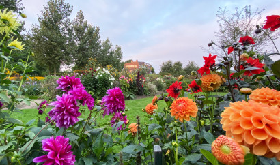 Farverige dahliaer i forskellige sorter og farver blomstrer i sensommeren.