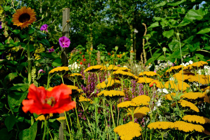 Blomstrende guldblomster, solsikker og kornvalmuer med r&oslash;de og gule farveaccenter.
