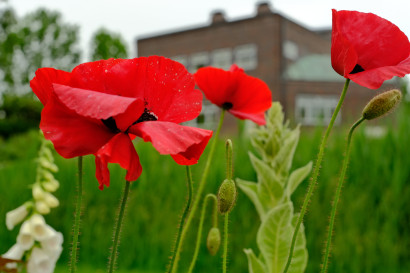 Tre store r&oslash;de tyrkiske valmueblomster i forgrunden, mens Nolde-huset ses uskarpt i baggrunden.