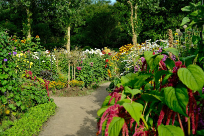 Udsigt fra Seeb&uuml;llchen over Nolde-haven med blomstrende dahlia, solsikke, h&aelig;ngende r&aelig;vehale, kugleaksel og margueritter langs stierne.