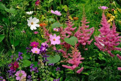 N&aelig;rbillede af et sommerbed med lilla salvie, rosa cosmea og pink astilbe.