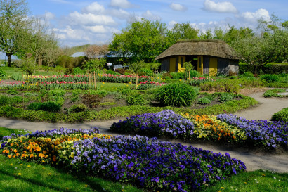Blomstrende stedmoderblomster i bl&aring;/lilla, gul og orange samt rosa tulipaner i Nolde-haven med det str&aring;t&aelig;kte Seeb&uuml;llchen i baggrunden.