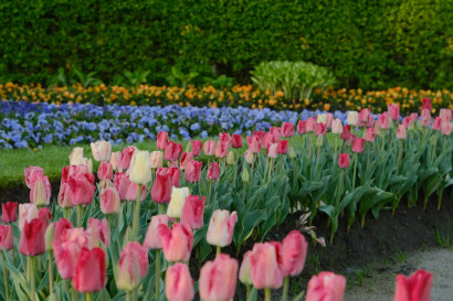 Blomstrende tulipaner i rosa og hvid samt stedmoderblomster i bl&aring;, lilla og orange i bedene i Nolde-haven.