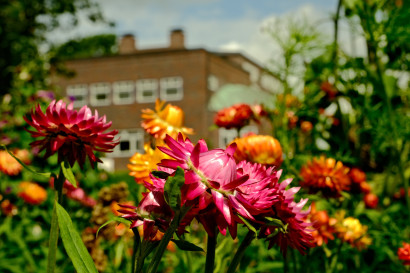 N&aelig;rbillede af pinke og orangefarvede str&aring;blomster, med Nolde-huset sl&oslash;ret i baggrunden.