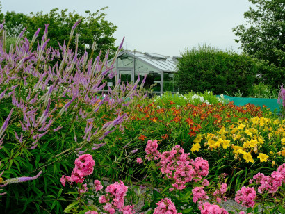 Blomstrende planter p&aring; moderplantepladsen med Botanicum i baggrunden ved Nolde Museum Seeb&uuml;ll.